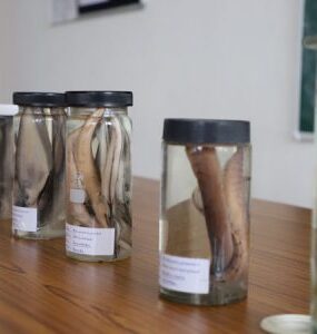 Zoological Society